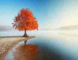 排﻿序‌怎‌么‌翻​译‌成​英‌语‌